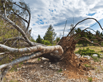 TREE REMOVAL